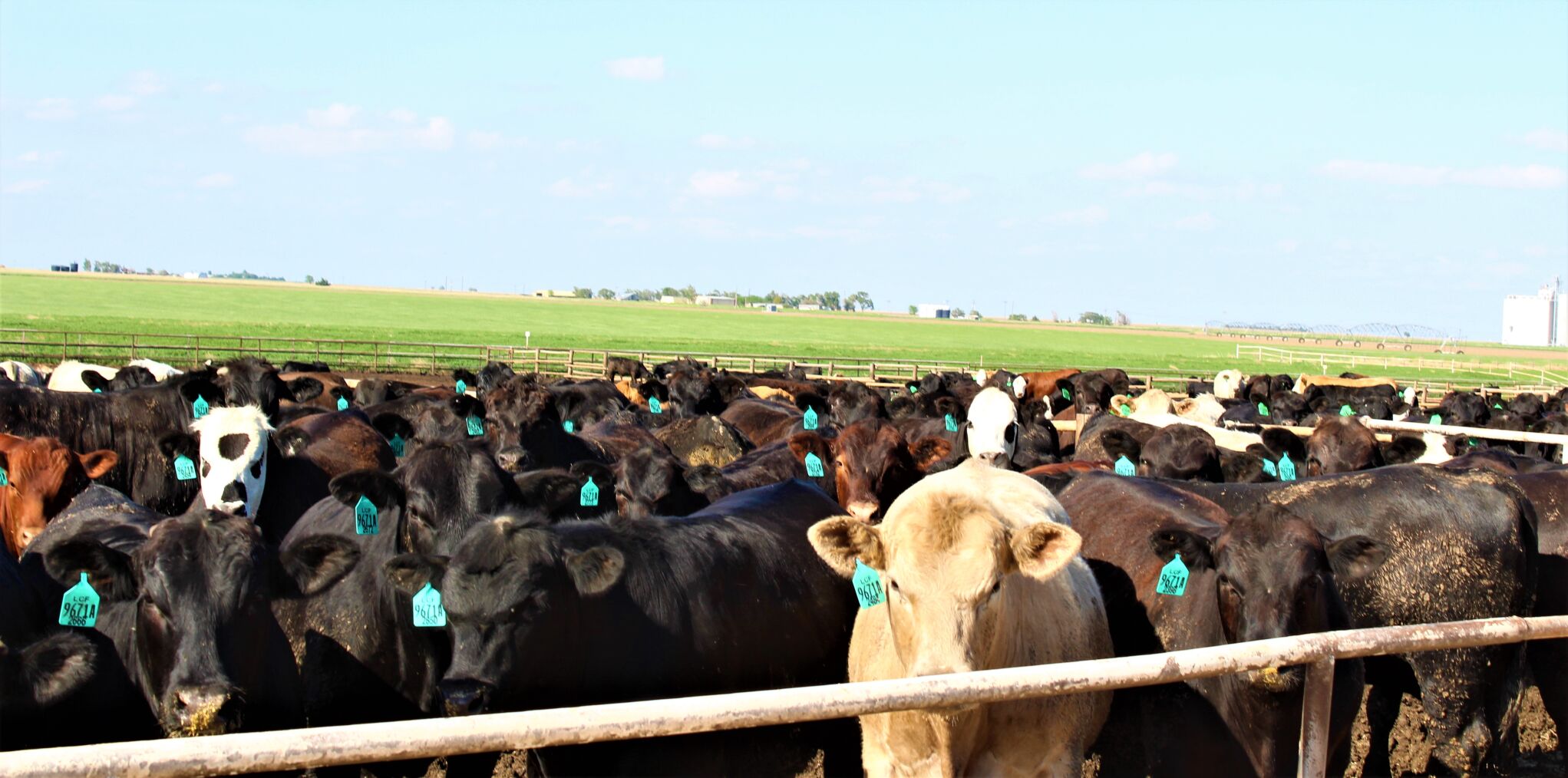 FL Feeders Pen